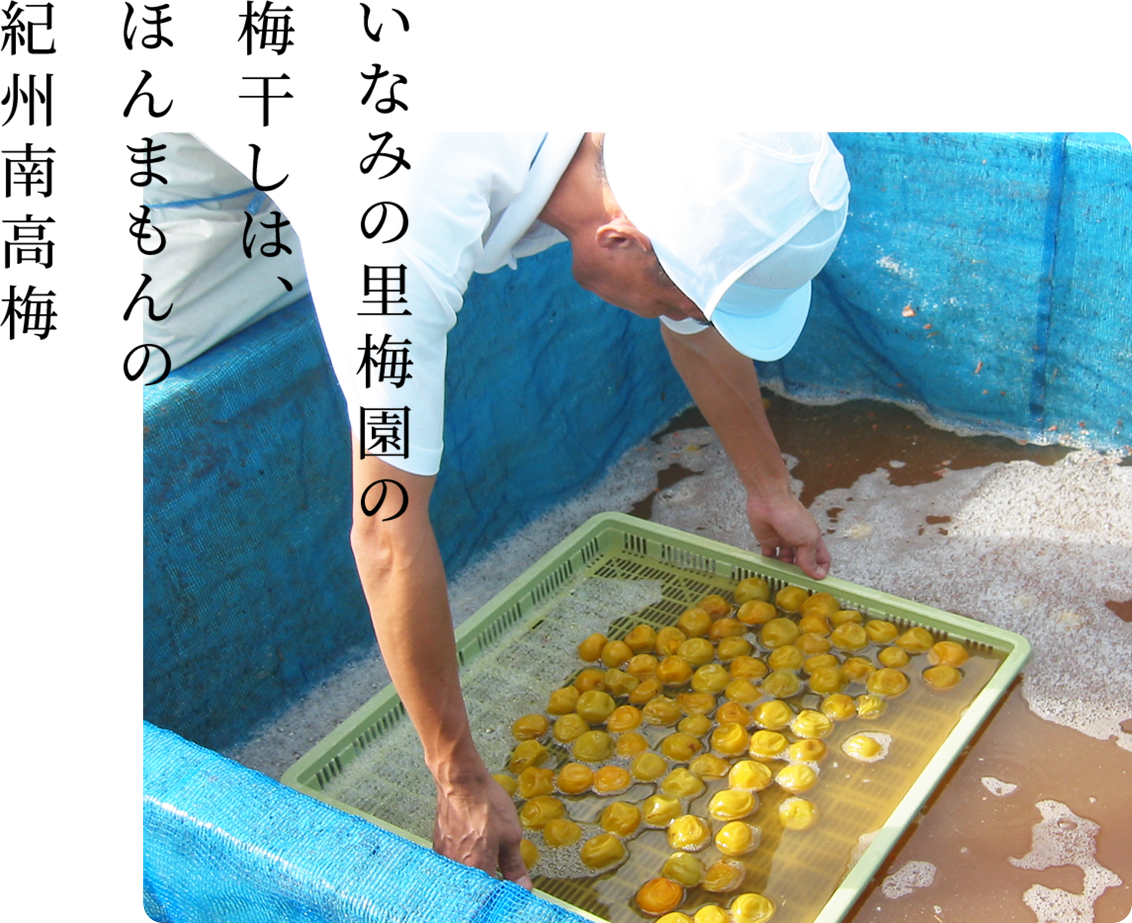いなみの里梅園の梅干しは、ほんまもんの紀州南高梅
