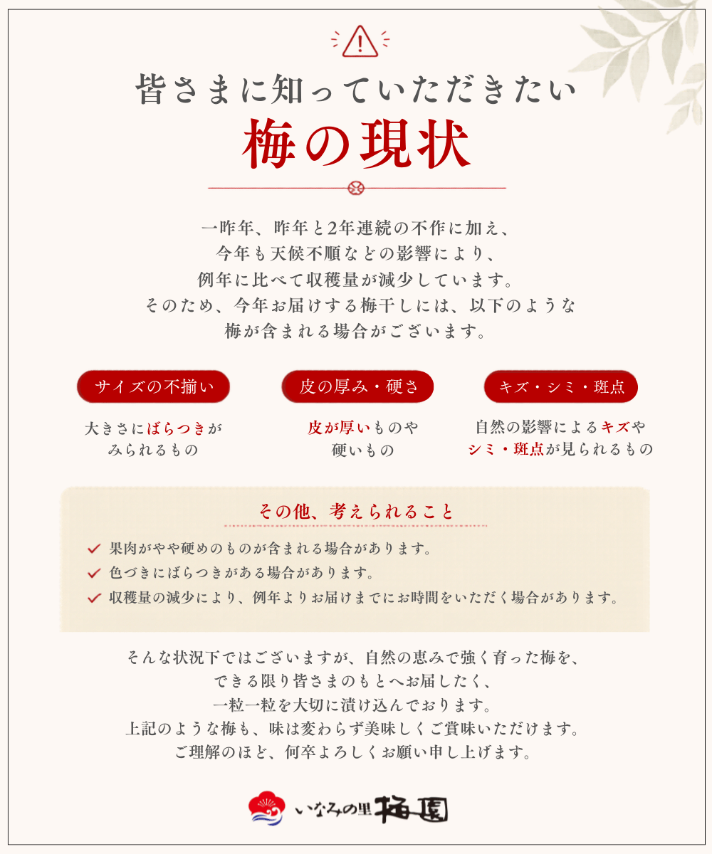 2026年梅の現状について